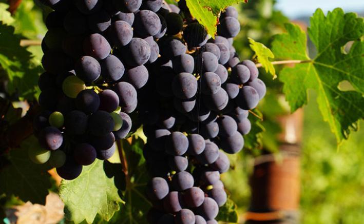 A Guide to Australian Cabernet Sauvignon: The ‘King of Grapes’