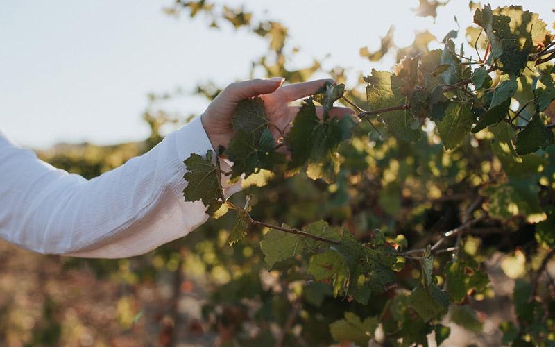 The Green beyond Red & White: Our Commitment to Sustainability