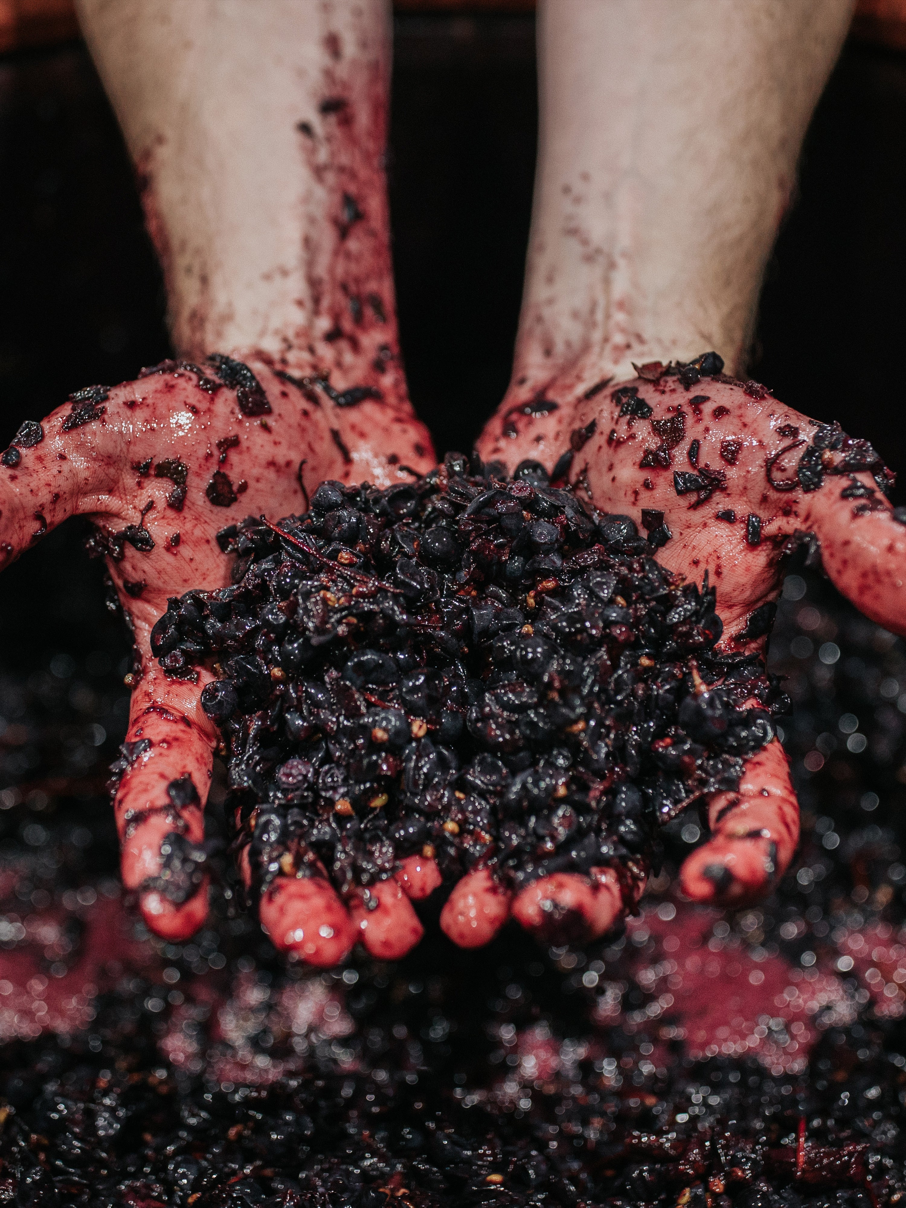 Taylors St. Andrews Shiraz 2019 | Wakefield Wines